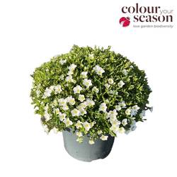 Arenaria weiss Montana T19 H030