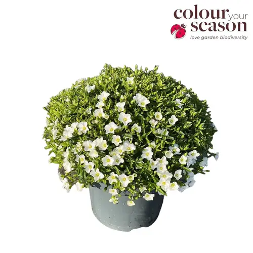 Arenaria weiss Montana T19 H030