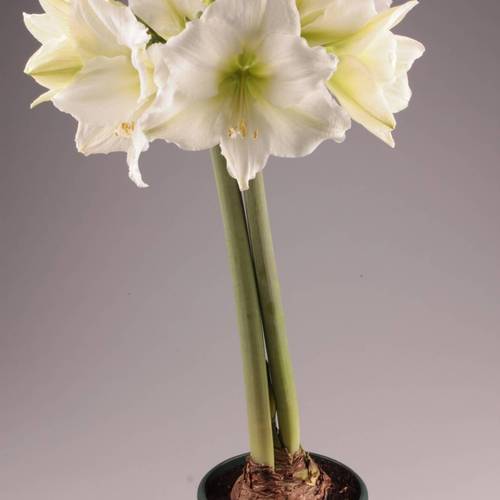 Amaryllis 2er weiss T14 H025