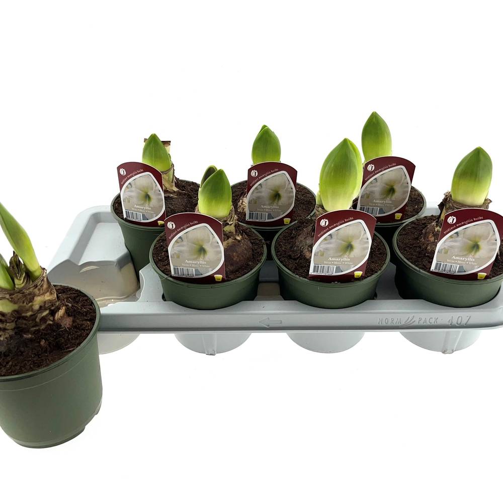 Amaryllis 2er weiss T14 H025