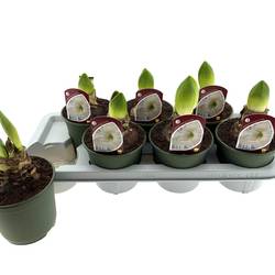 Amaryllis 2er weiss T14 H025