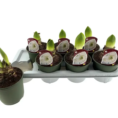 Amaryllis 2er weiss T14 H025