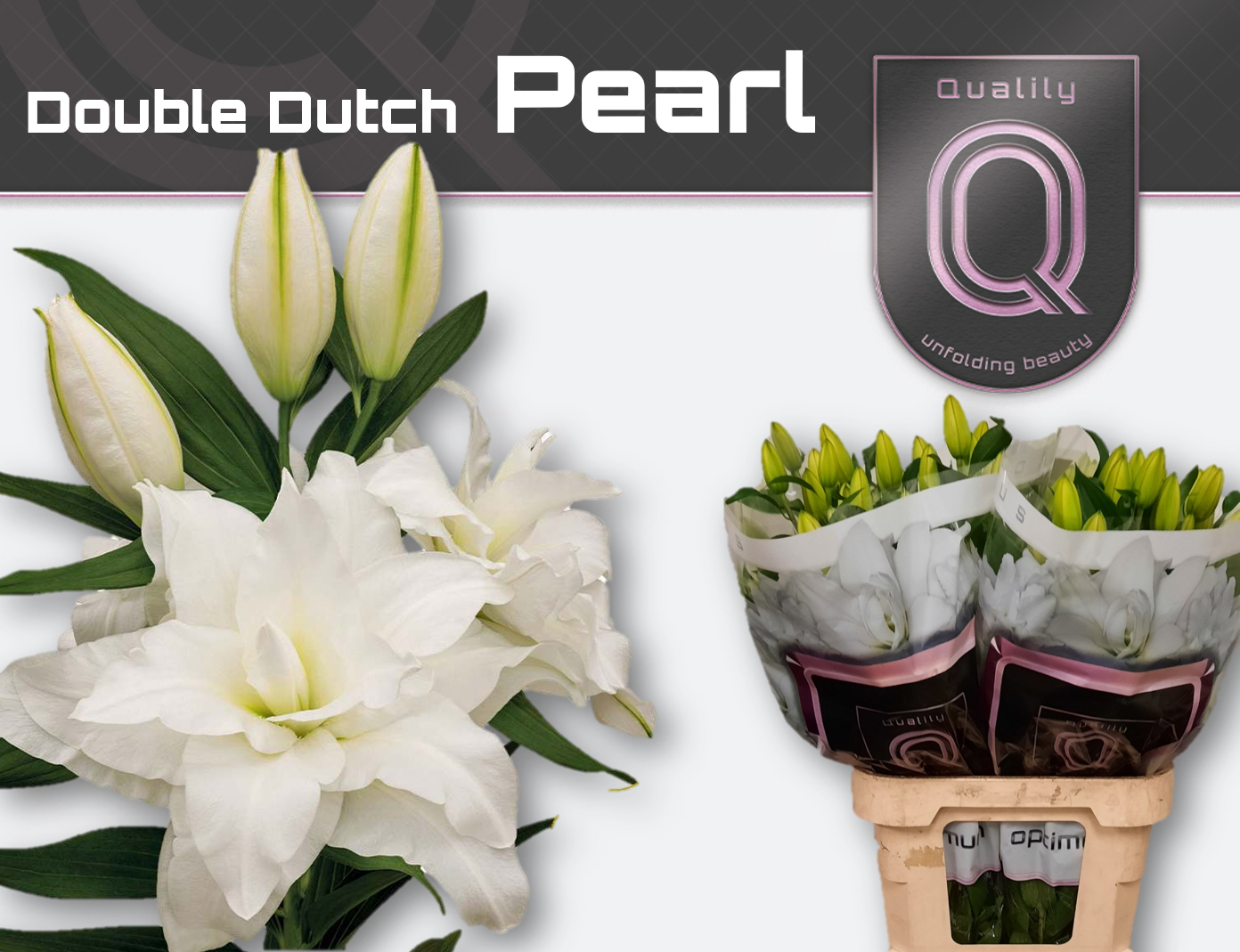 Lilie orientalisch ws Gefüll Dd pearl 5+ 90c