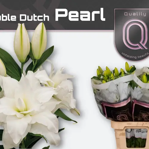 Lilie orientalisch ws Gefüll Dd pearl 5+ 90c