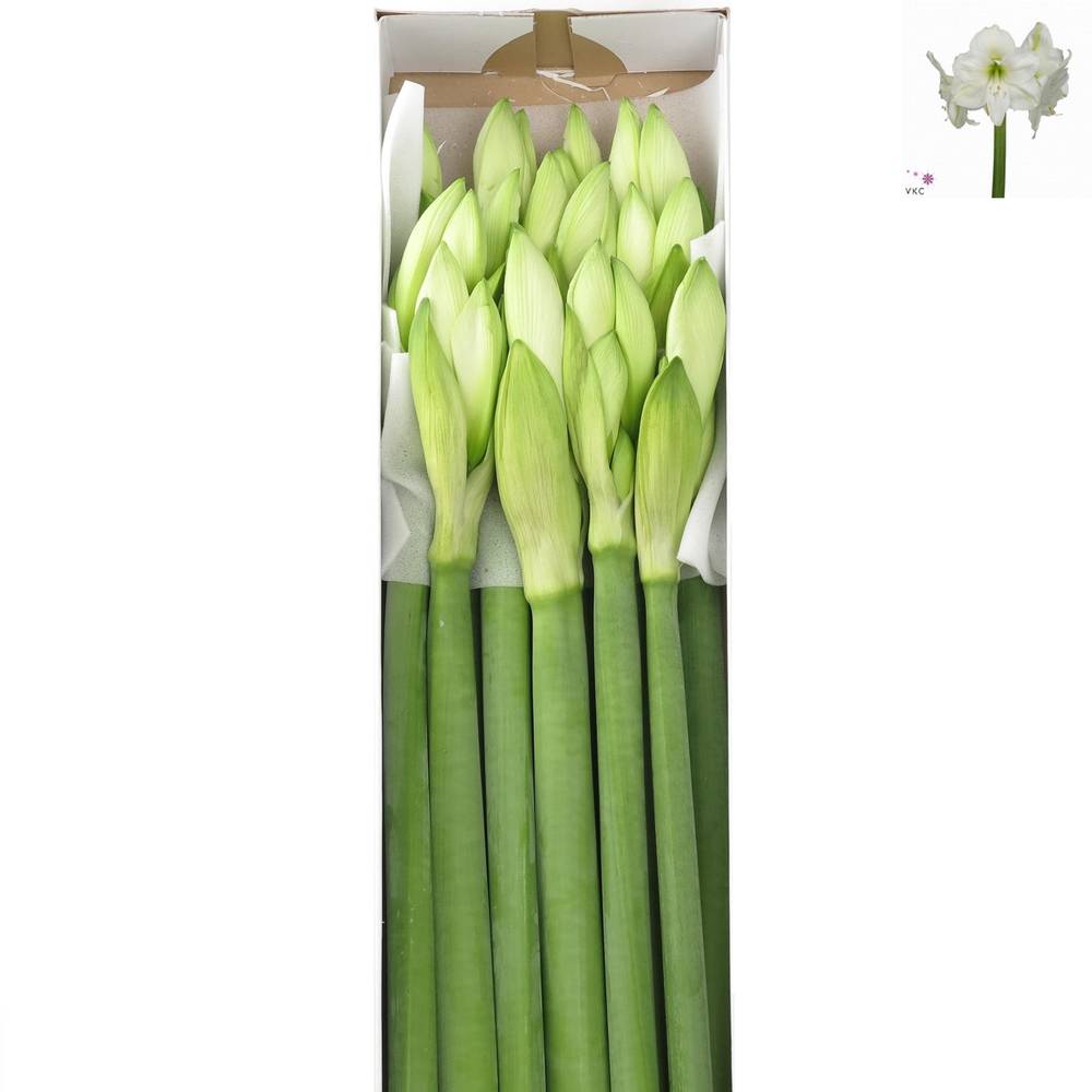 Amaryllis Krt.weiss Mont Blanc X15