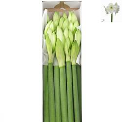 Amaryllis Krt.weiss Mont Blanc X15