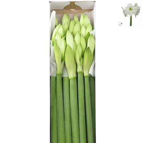Amaryllis Krt.weiss Mont Blanc X15