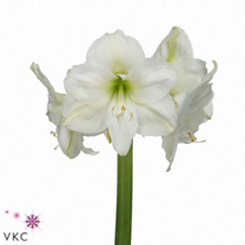 Amaryllis Krt.weiss Mont Blanc X15