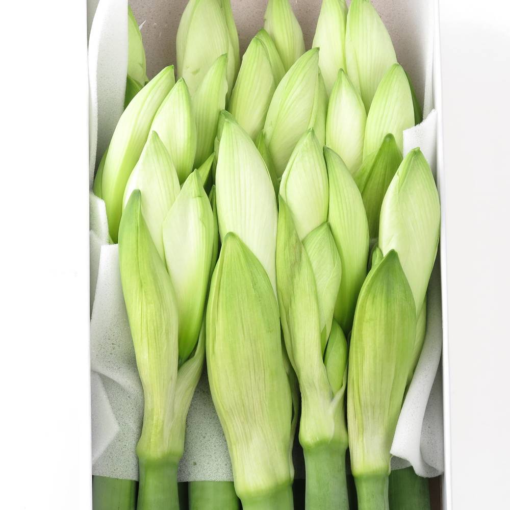 Amaryllis Krt.weiss Mont Blanc X15