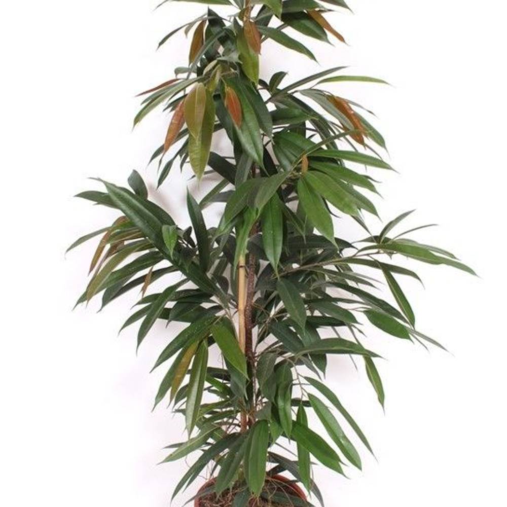 Ficus Amstel King T27 H150