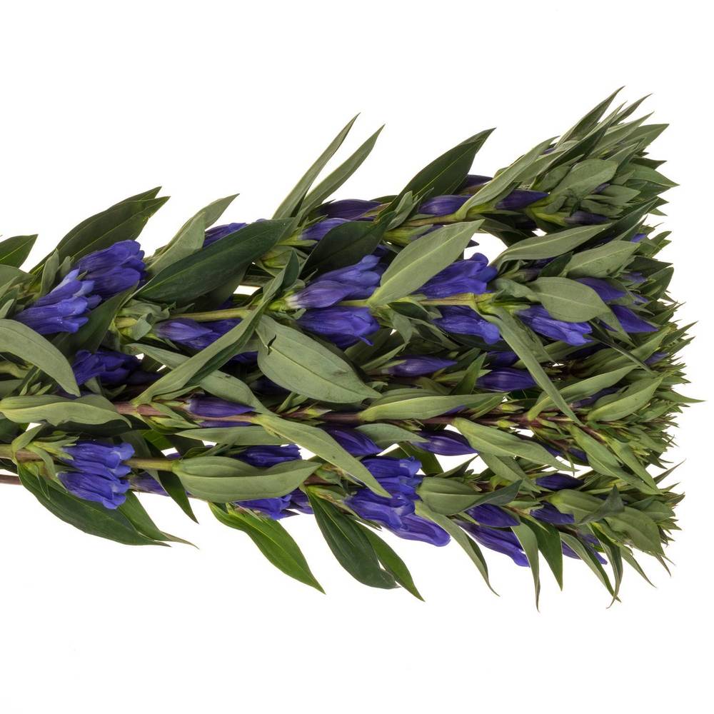 Enzian blau Sky 60cm