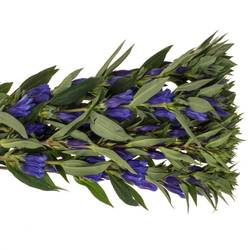 Enzian blau Sky 60cm