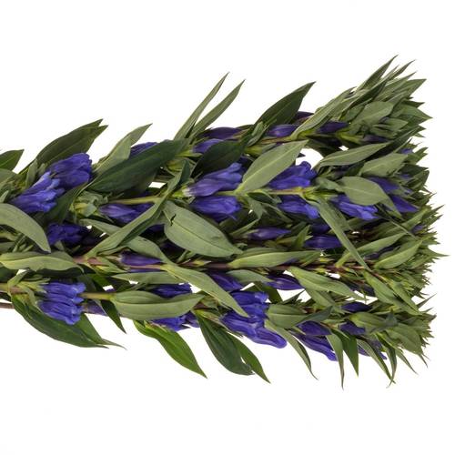 Enzian blau Sky 60cm