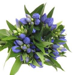 Enzian blau Sky 60cm