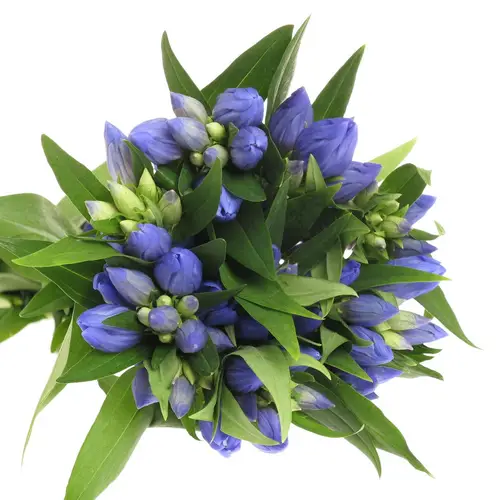 Enzian blau Sky 60cm