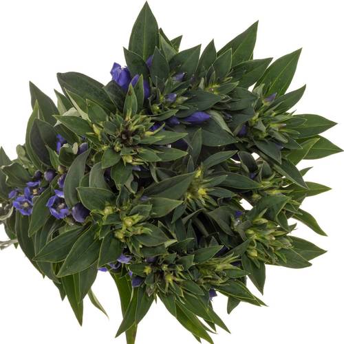 Enzian blau Sky 60cm