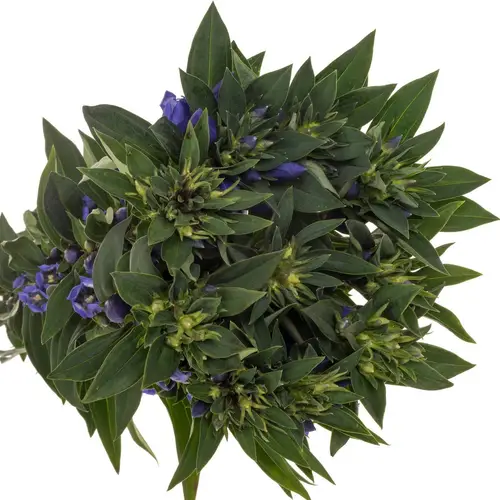 Enzian blau Sky 60cm