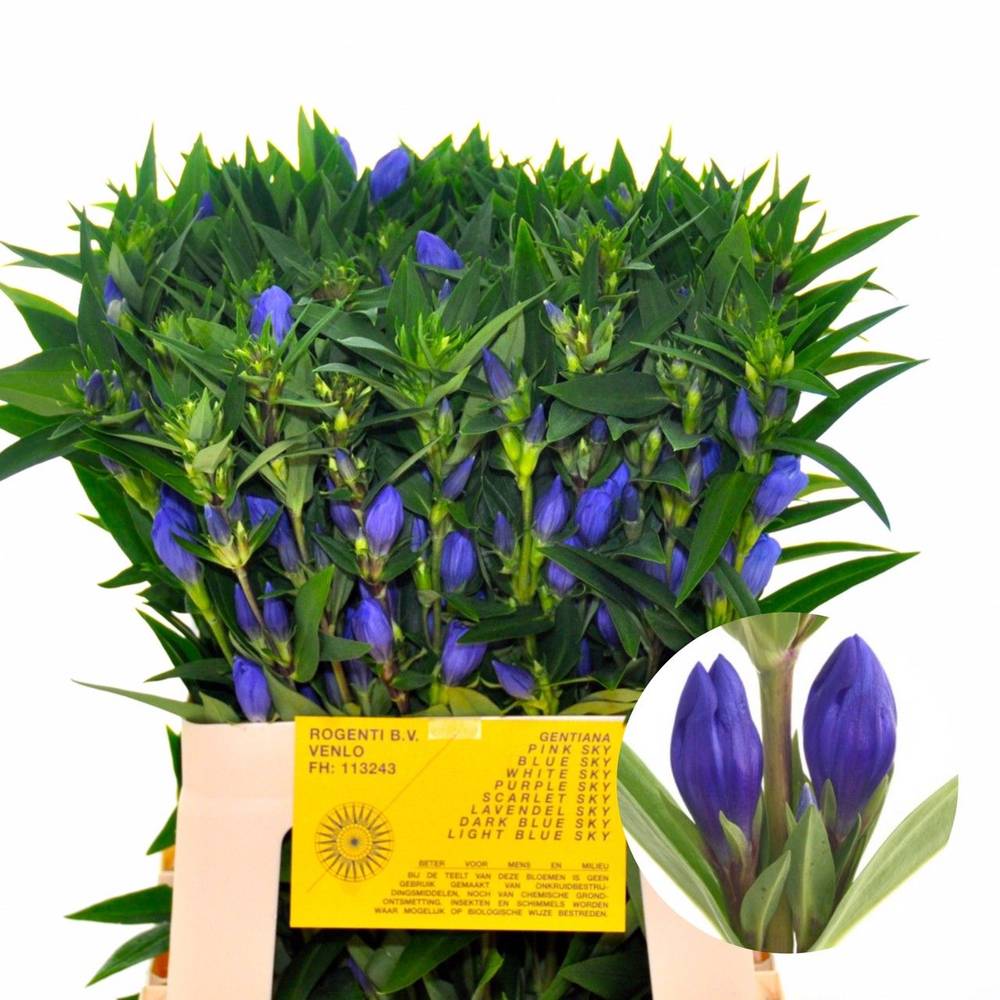 Gentiana blau Blue Sky 60cm