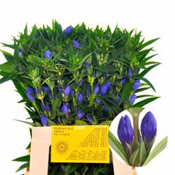 Gentiana blau Blue Sky 60cm