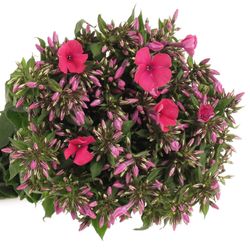 Phlox cerise/rot Tracy 50cm