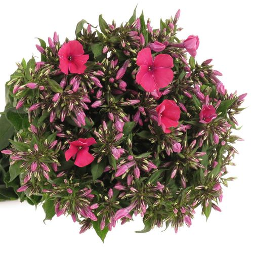 Phlox cerise/rot Tracy 50cm