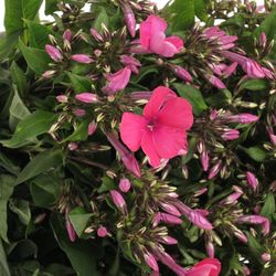 Phlox cerise/rot Tracy 50cm