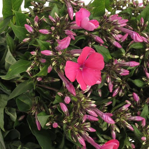 Phlox cerise/rot Tracy 50cm