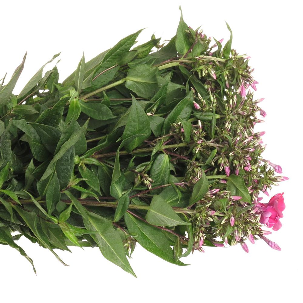 Phlox cerise/rot Tracy 50cm