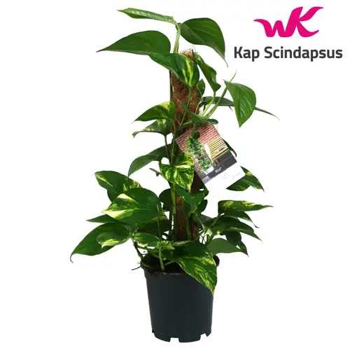 Scindapsus Moosstok T15 H050