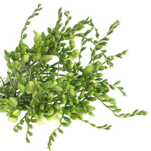 Freesie weiss Diamond River 16 Gramm