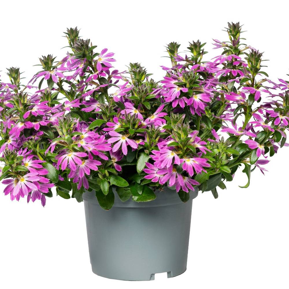 Scaevola rosa T12 H020