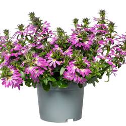 Scaevola rosa T12 H020