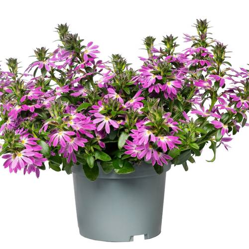 Scaevola rosa T12 H020