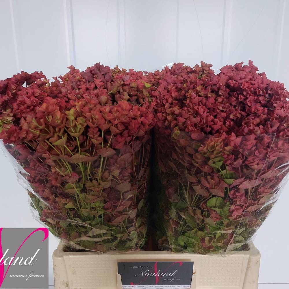 Euphorbia Blatt rot natur