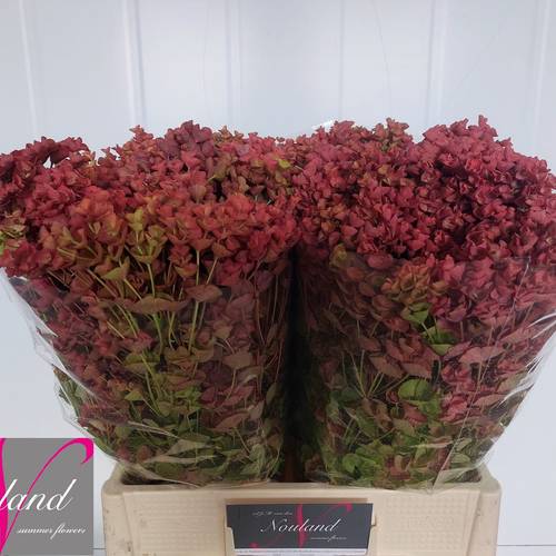 Euphorbia Blatt rot natur