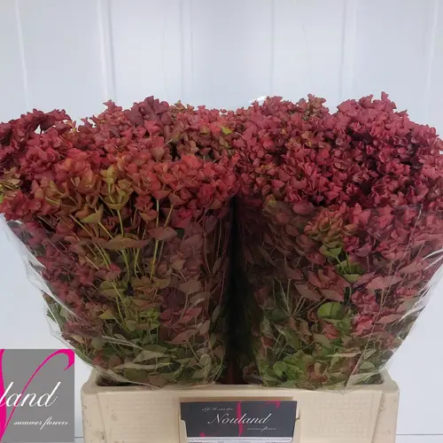 Euphorbia Blatt rot natur