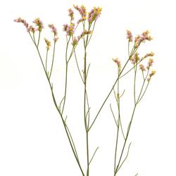 Limonium h.rosa Divine Diamond 70cm