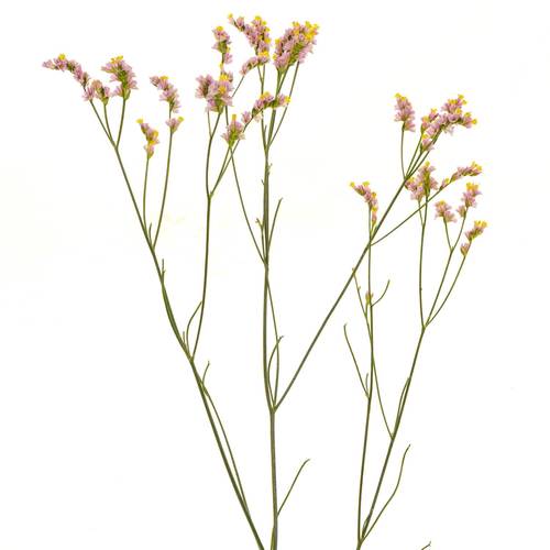 Limonium h.rosa Divine Diamond 70cm