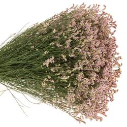 Limonium h.rosa Divine Diamond 70cm