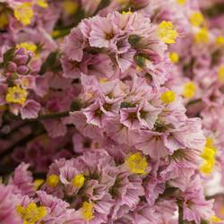 Limonium h.rosa Divine Diamond 70cm