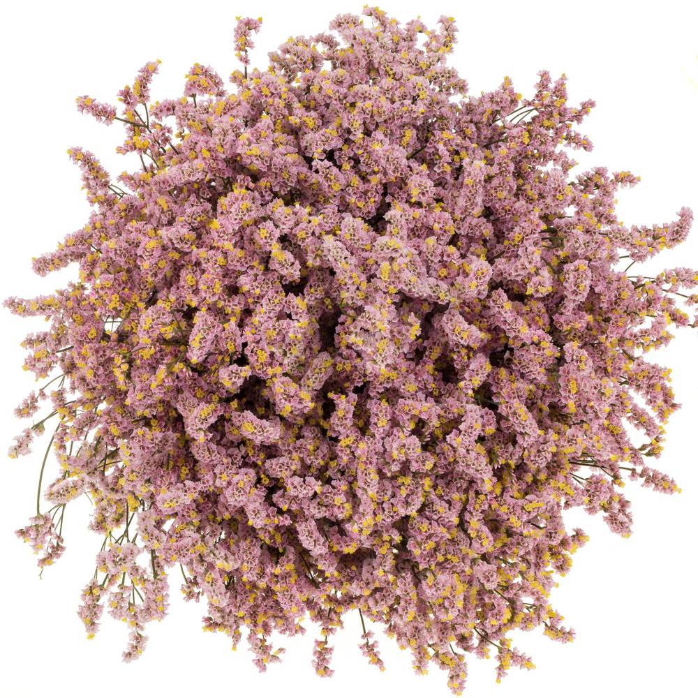 Limonium h.rosa Divine Diamond 70cm