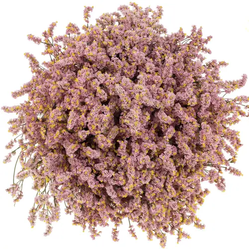 Limonium h.rosa Divine Diamond 70cm