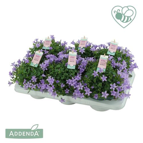 Campanula lila Ambella Lavender T15 H030