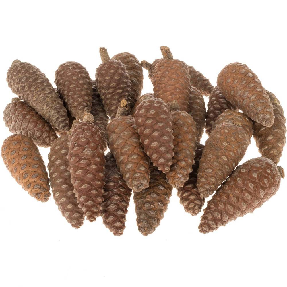 Zapfen Pinea klein kiste 6cm x100