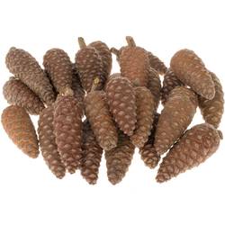 Zapfen Pinea klein kiste 6cm x100