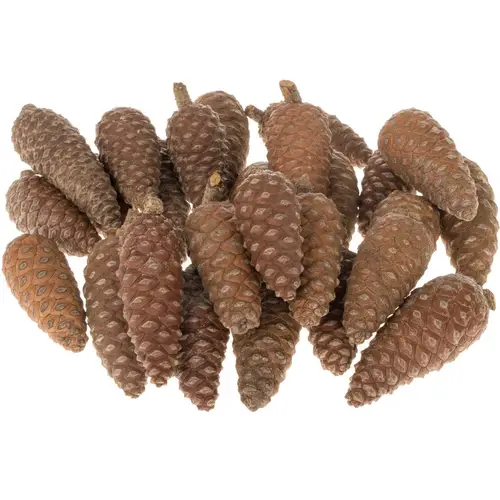 Zapfen Pinea klein kiste 6cm x100