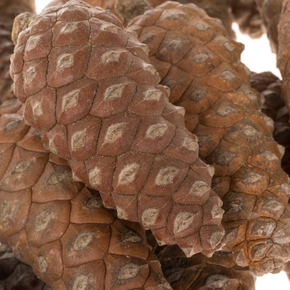 Zapfen Pinea klein kiste 6cm x100