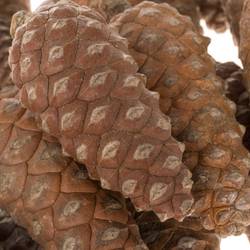 Zapfen Pinea klein kiste 6cm x100