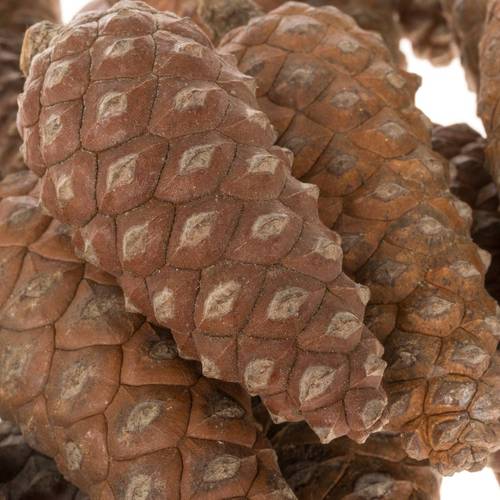 Zapfen Pinea klein kiste 6cm x100