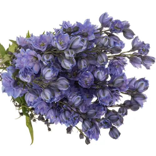 Delphinium blau Blue Power 50cm